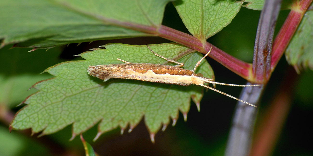 Plutella xylostella? S